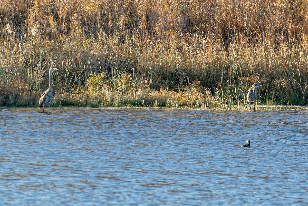 Great Blue Heron - ML276002841