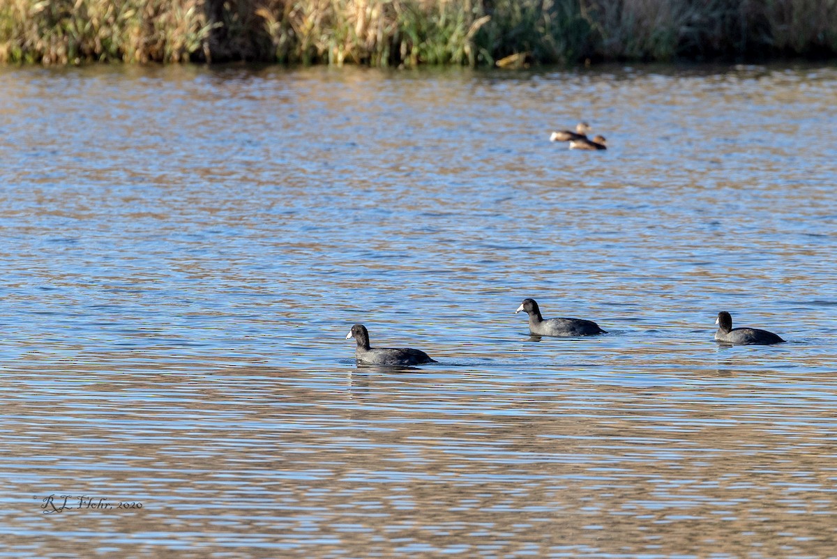 American Coot - ML276002871