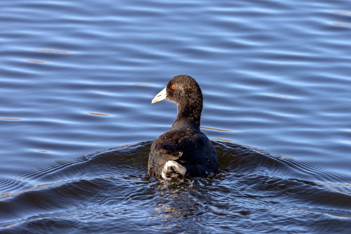 American Coot - Anonymous