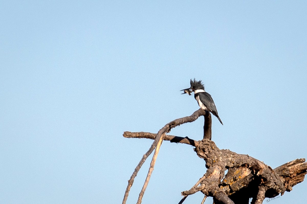 Belted Kingfisher - ML276002921