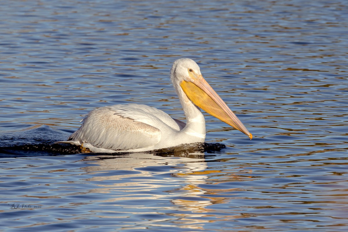 American White Pelican - ML276002971