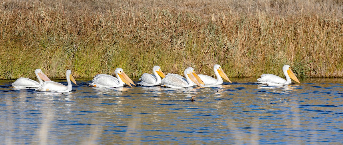 American White Pelican - ML276003001