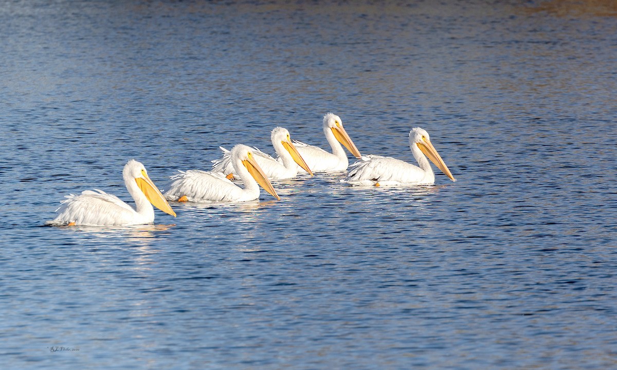 American White Pelican - ML276003031