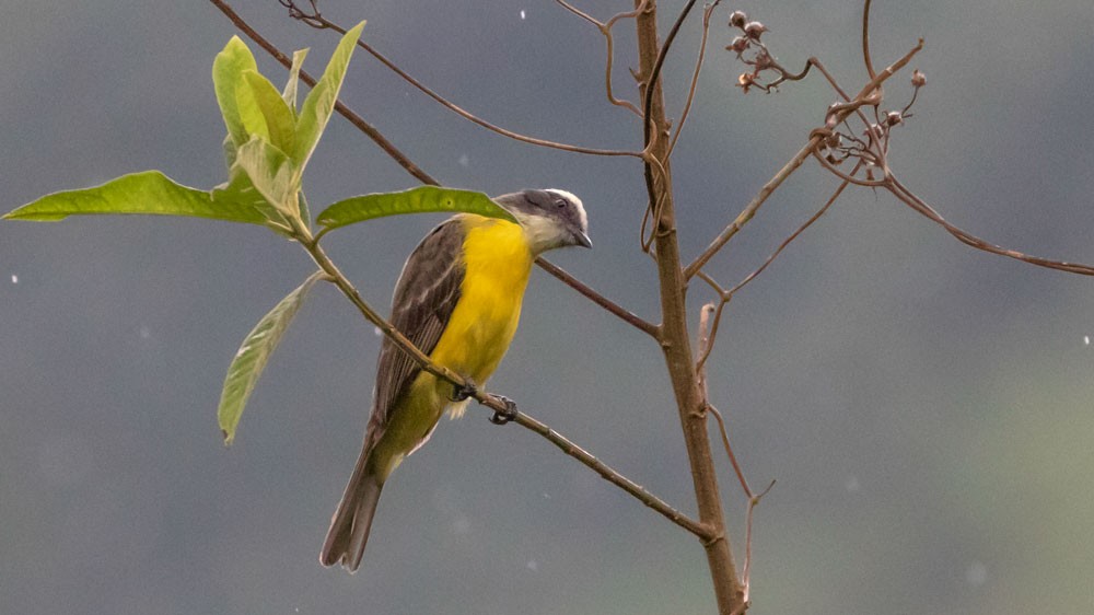 Rusty-margined Flycatcher - ML276003191