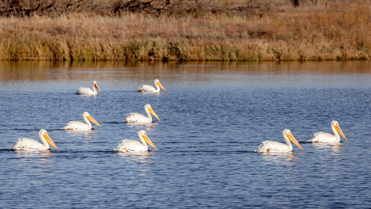 American White Pelican - ML276003211