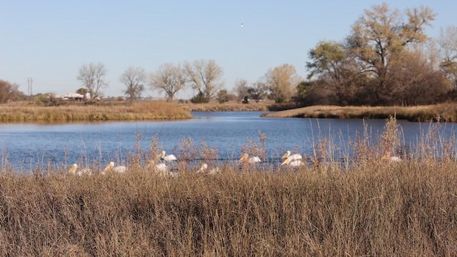 American White Pelican - ML276003881