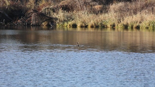 Double-crested Cormorant - ML276004731