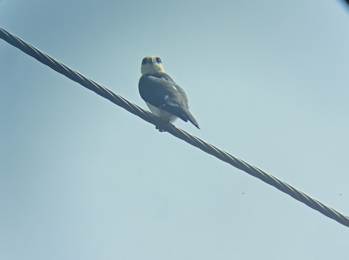 Pearl Kite - César Oramas Zumoza