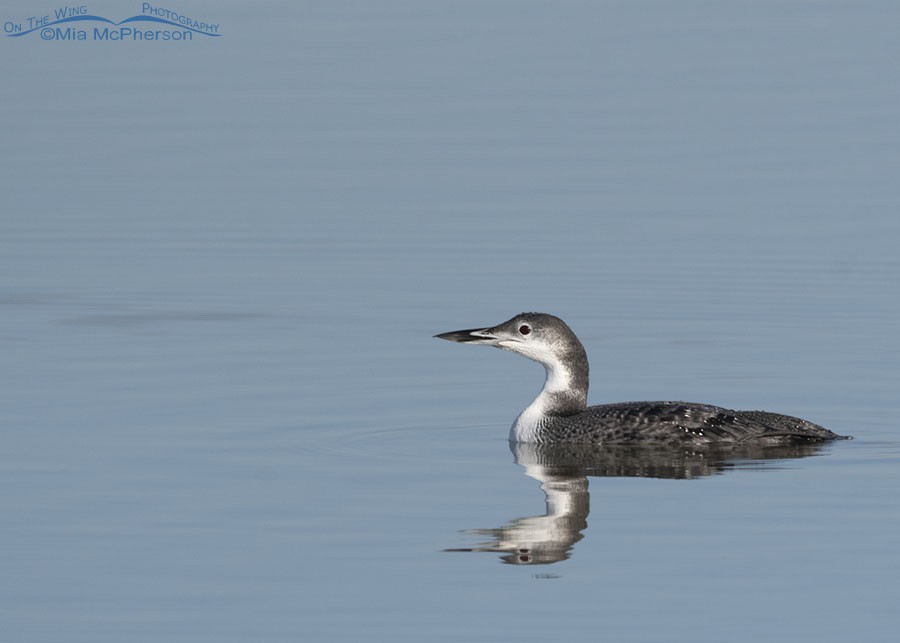 Common Loon - ML276005791