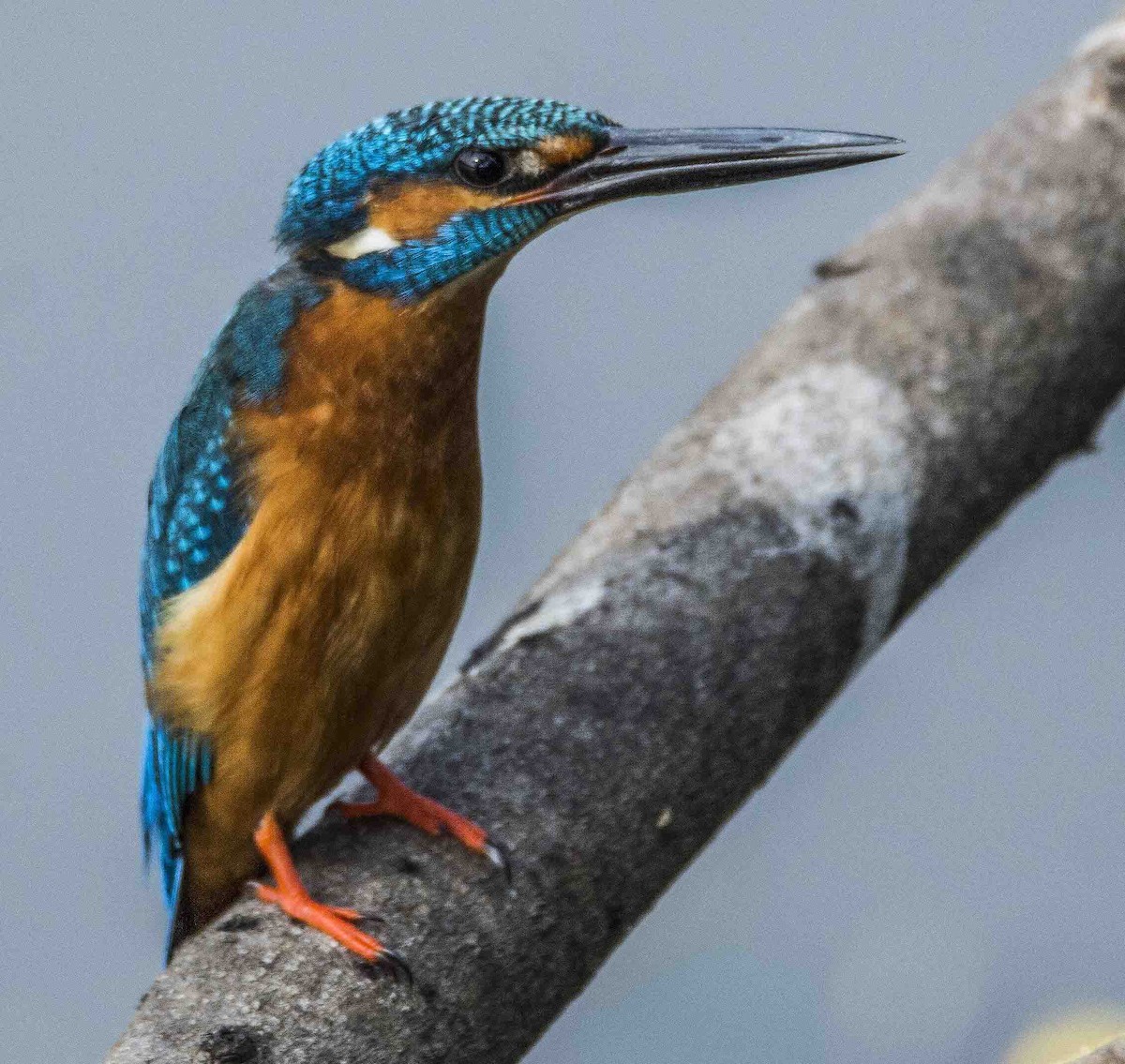 Common Kingfisher - ML276006221
