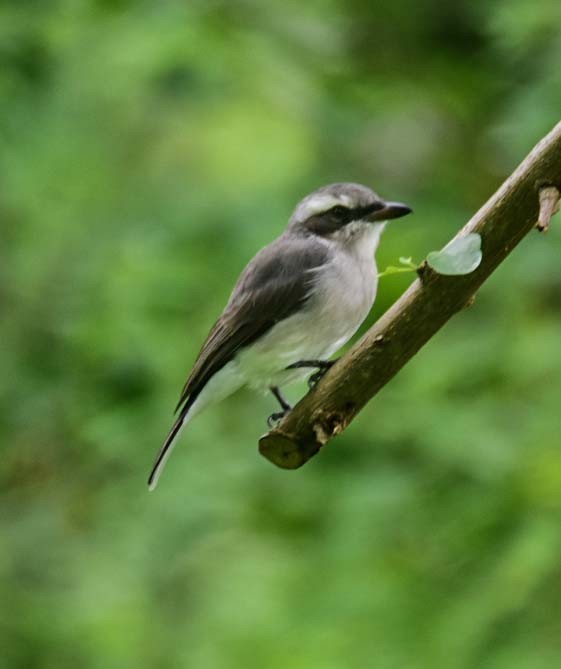 Common Woodshrike - ML276009961