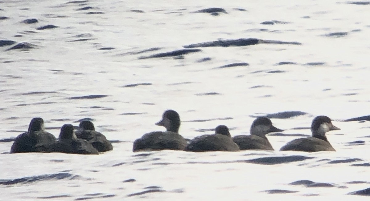 Black Scoter - ML276010641