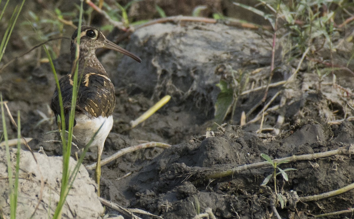 Greater Painted-Snipe - ML276011441