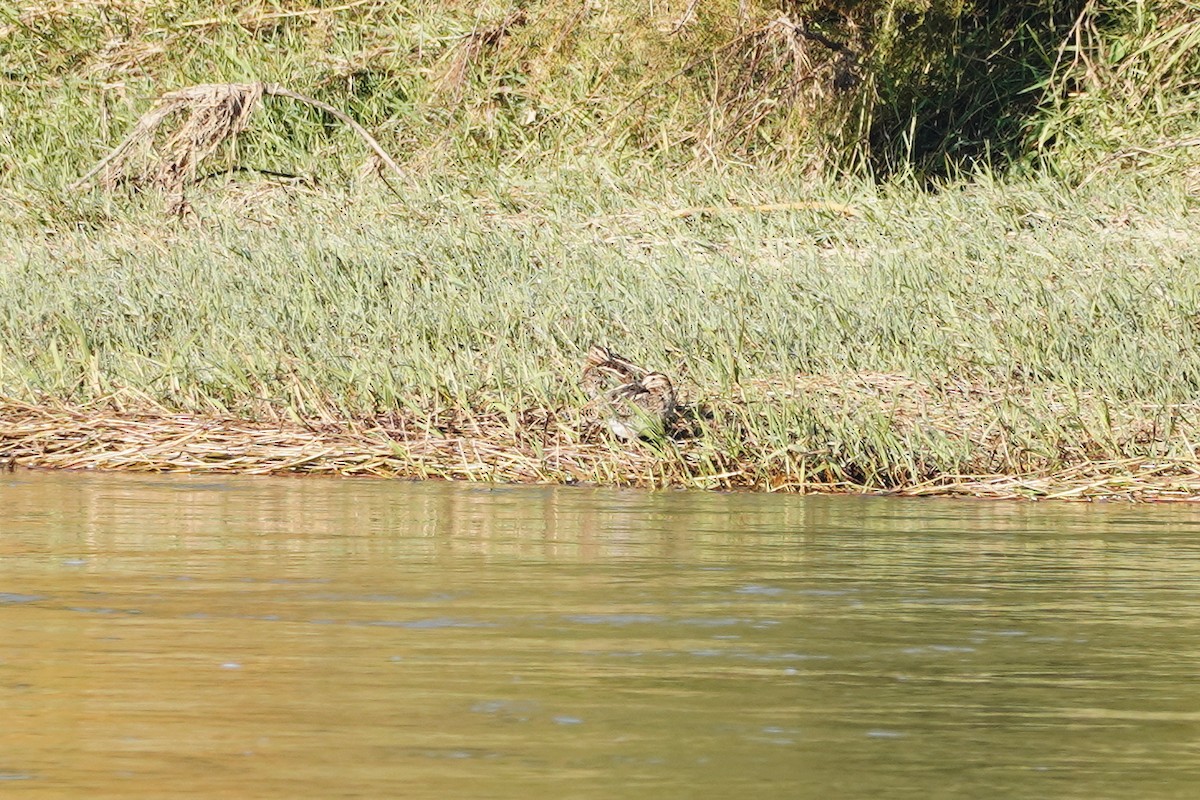 Common Snipe - ML276012971