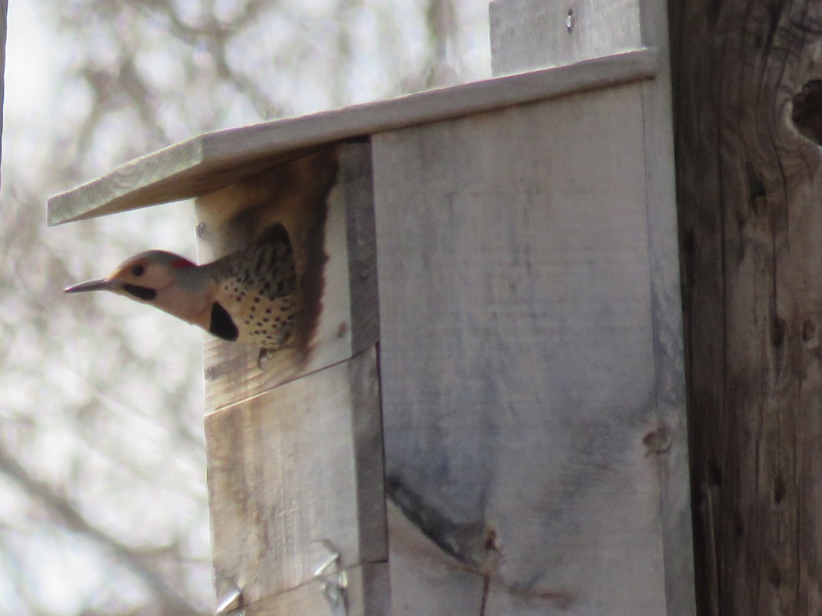 Northern Flicker (Yellow-shafted) - ML27601311