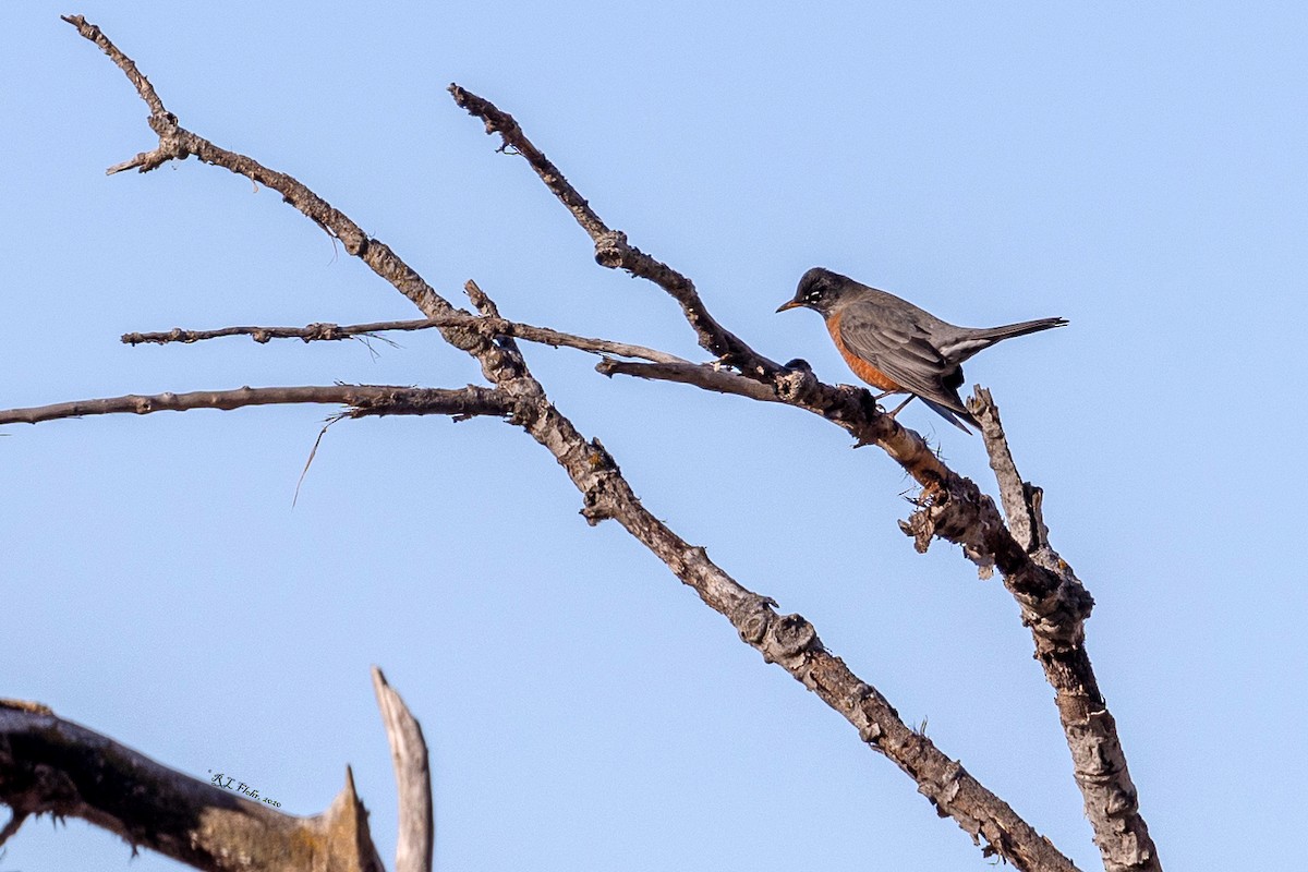 American Robin - Anonymous