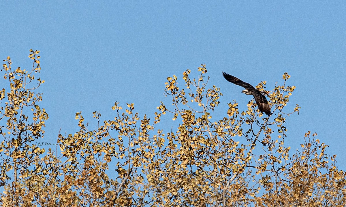 Osprey - ML276013321