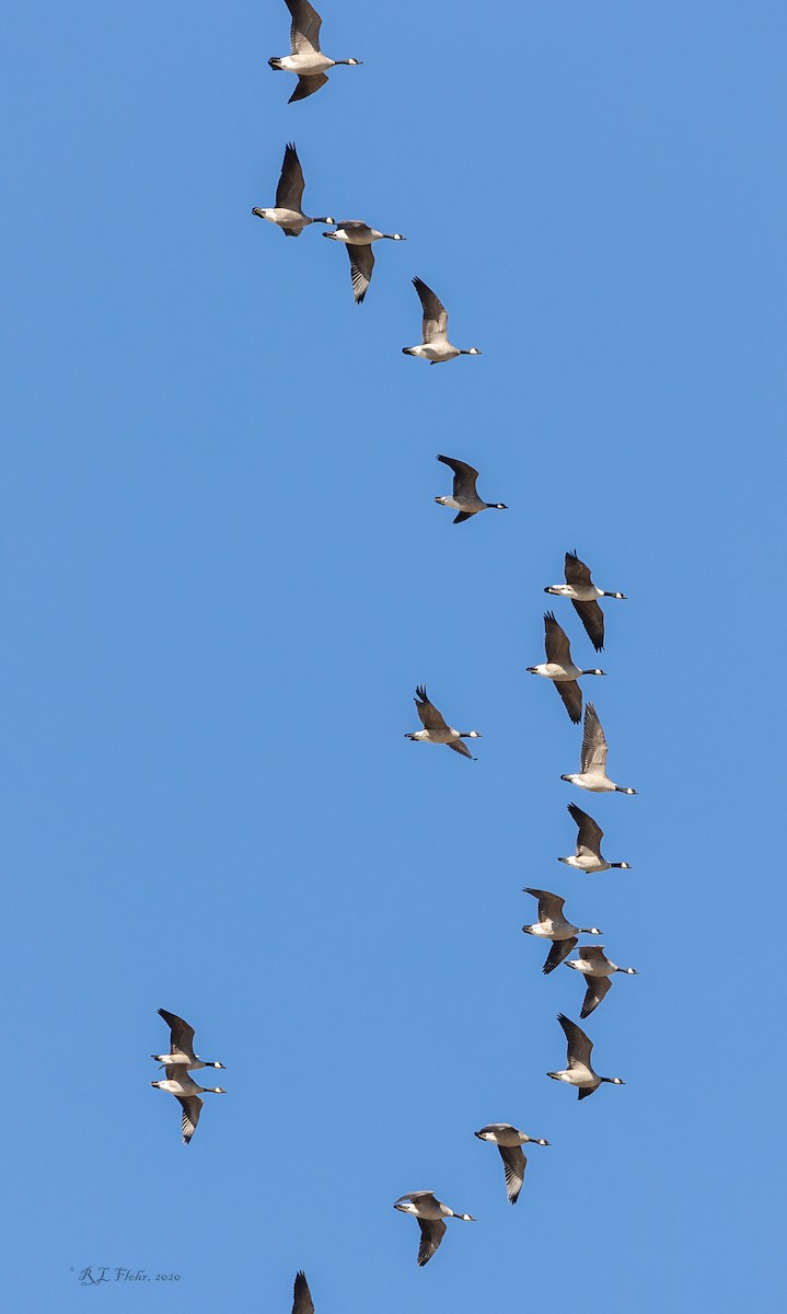 Canada Goose - ML276013351