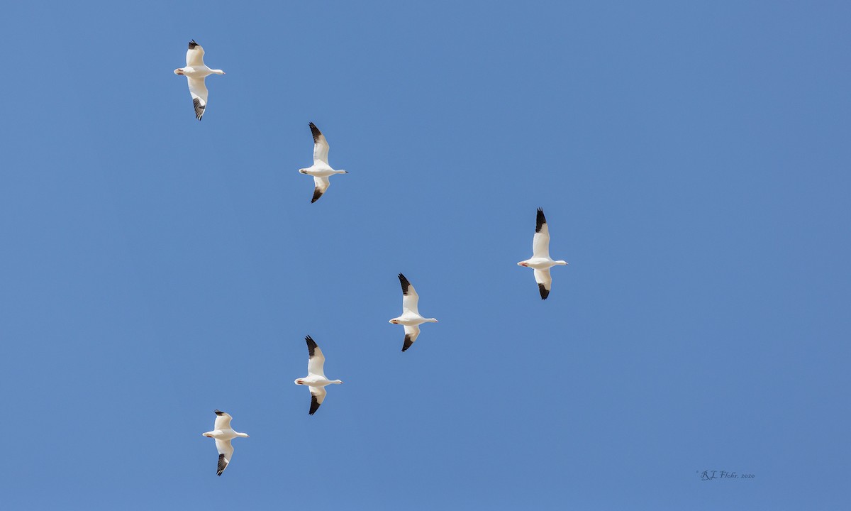 Snow Goose - ML276013371