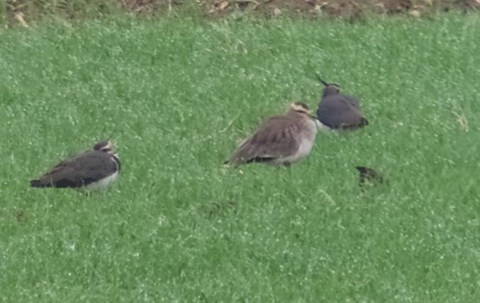 マミジロゲリ - ML276013431