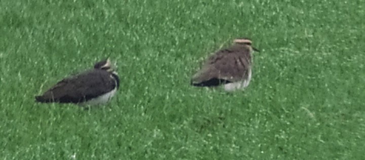 Sociable Lapwing - ML276013441