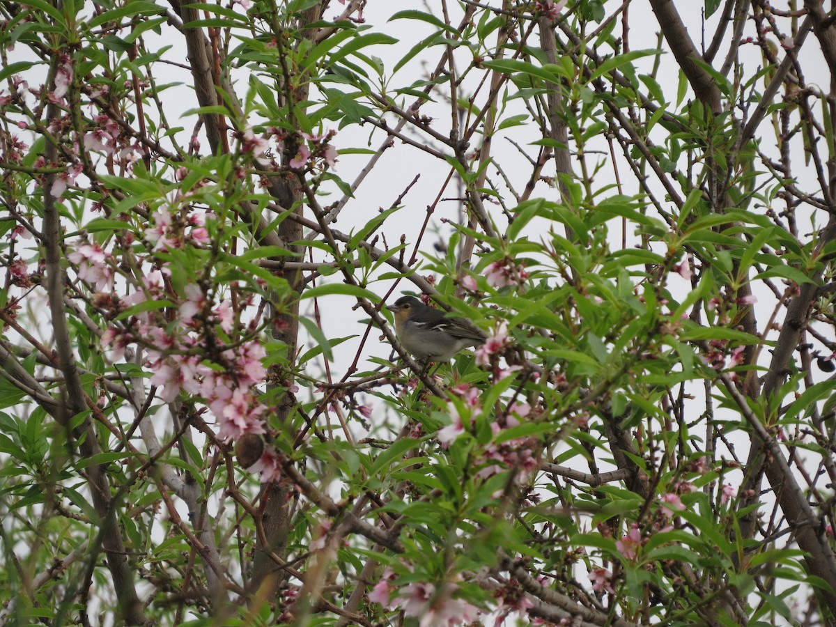 Canary Islands Chaffinch (La Palma) - ML276014211