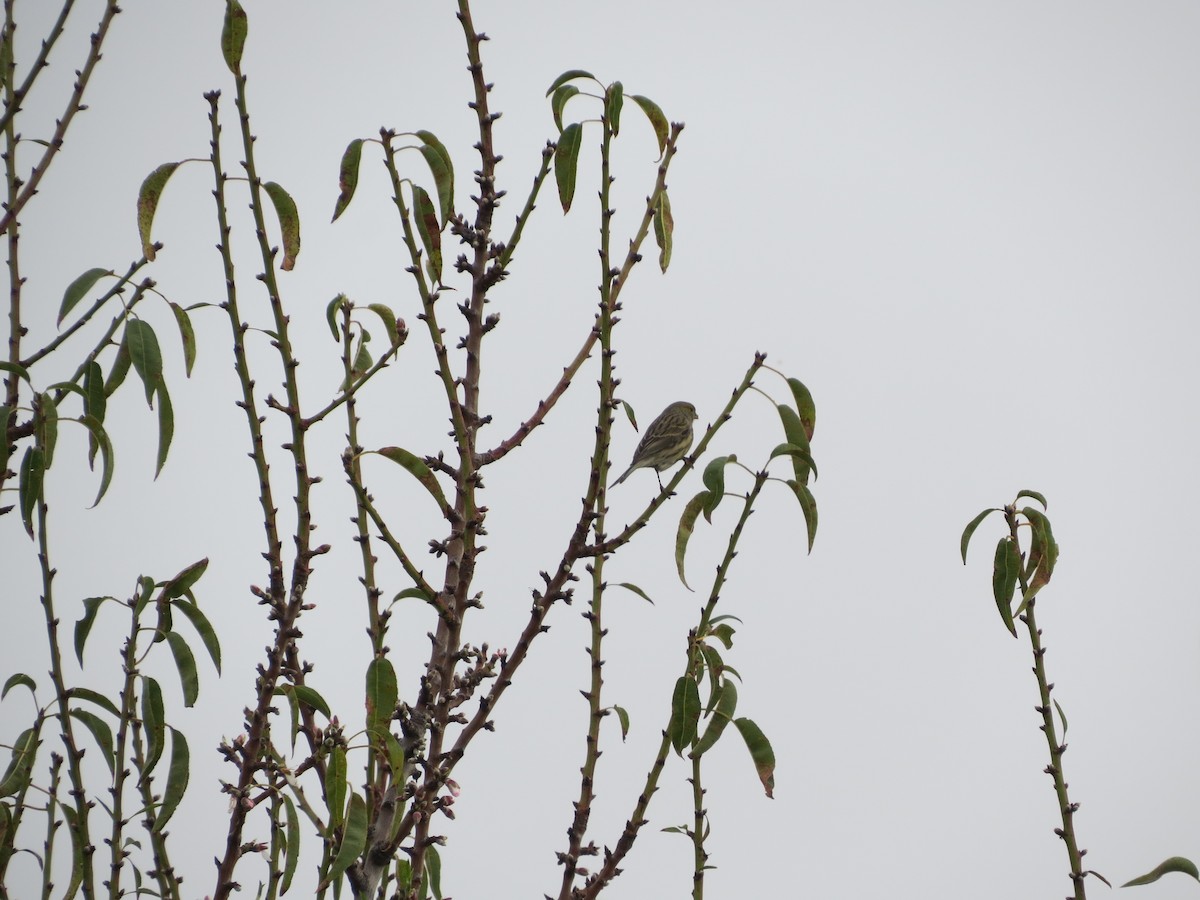 Island Canary - ML276014281