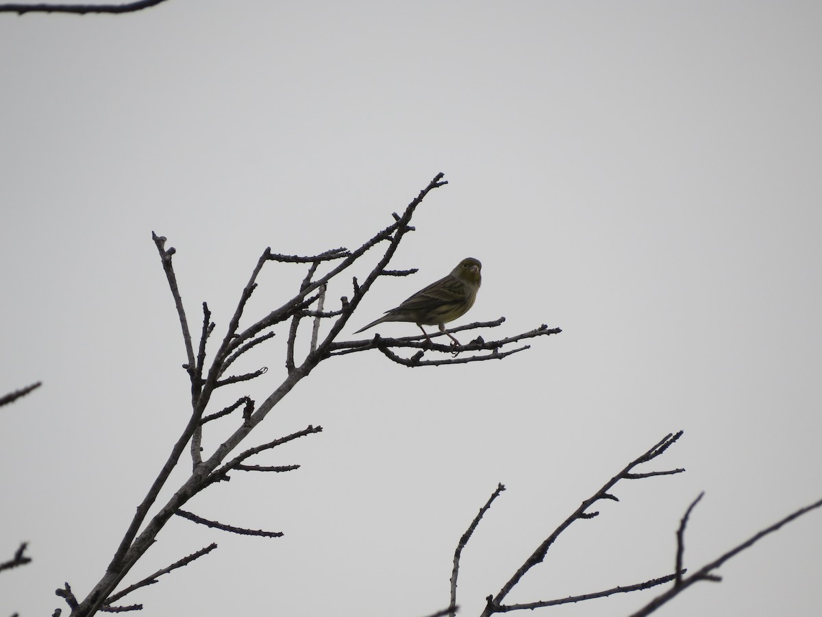 Island Canary - ML276014291
