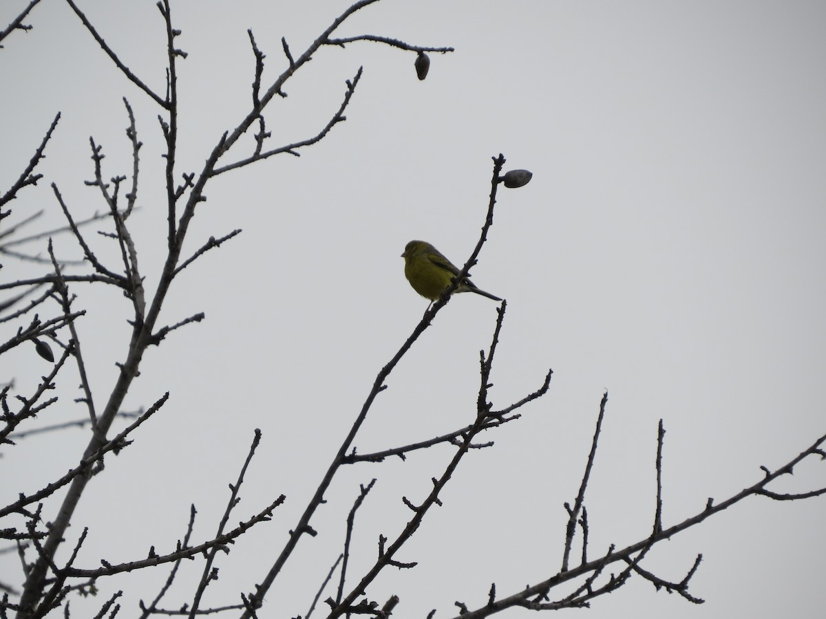 Island Canary - ML276014301