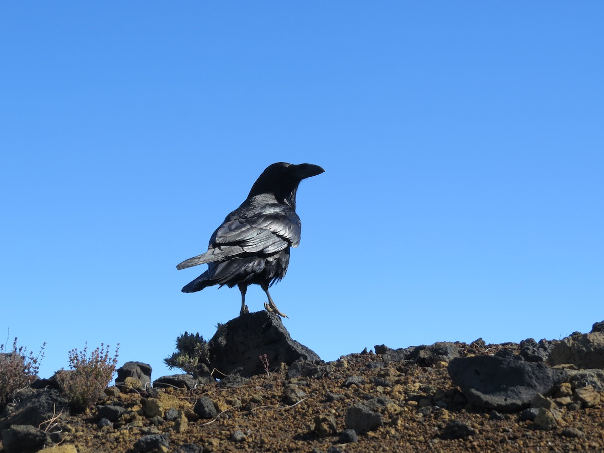 Common Raven - ML276014421