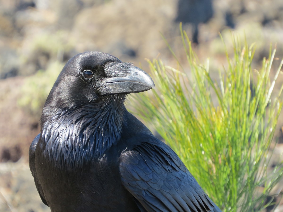 Common Raven - ML276014431