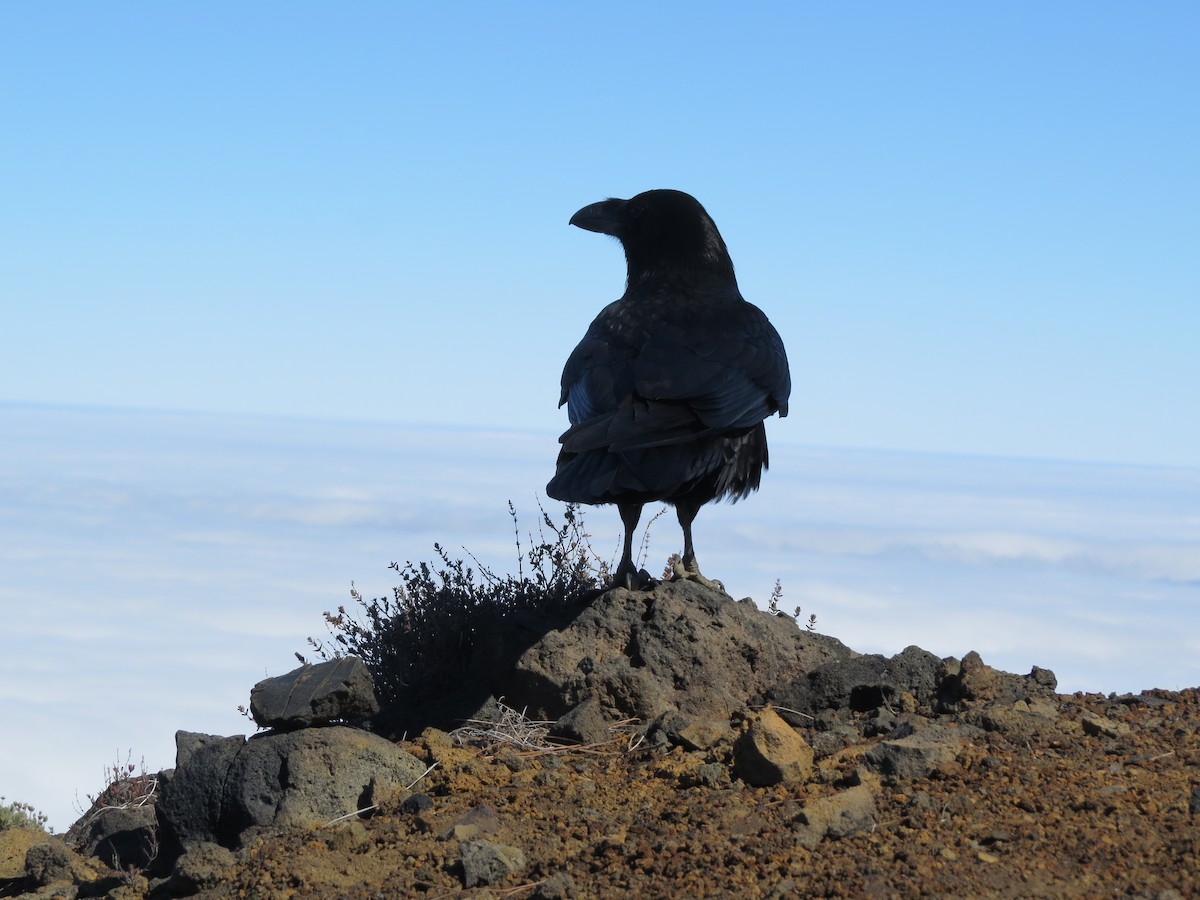 Common Raven - ML276014441