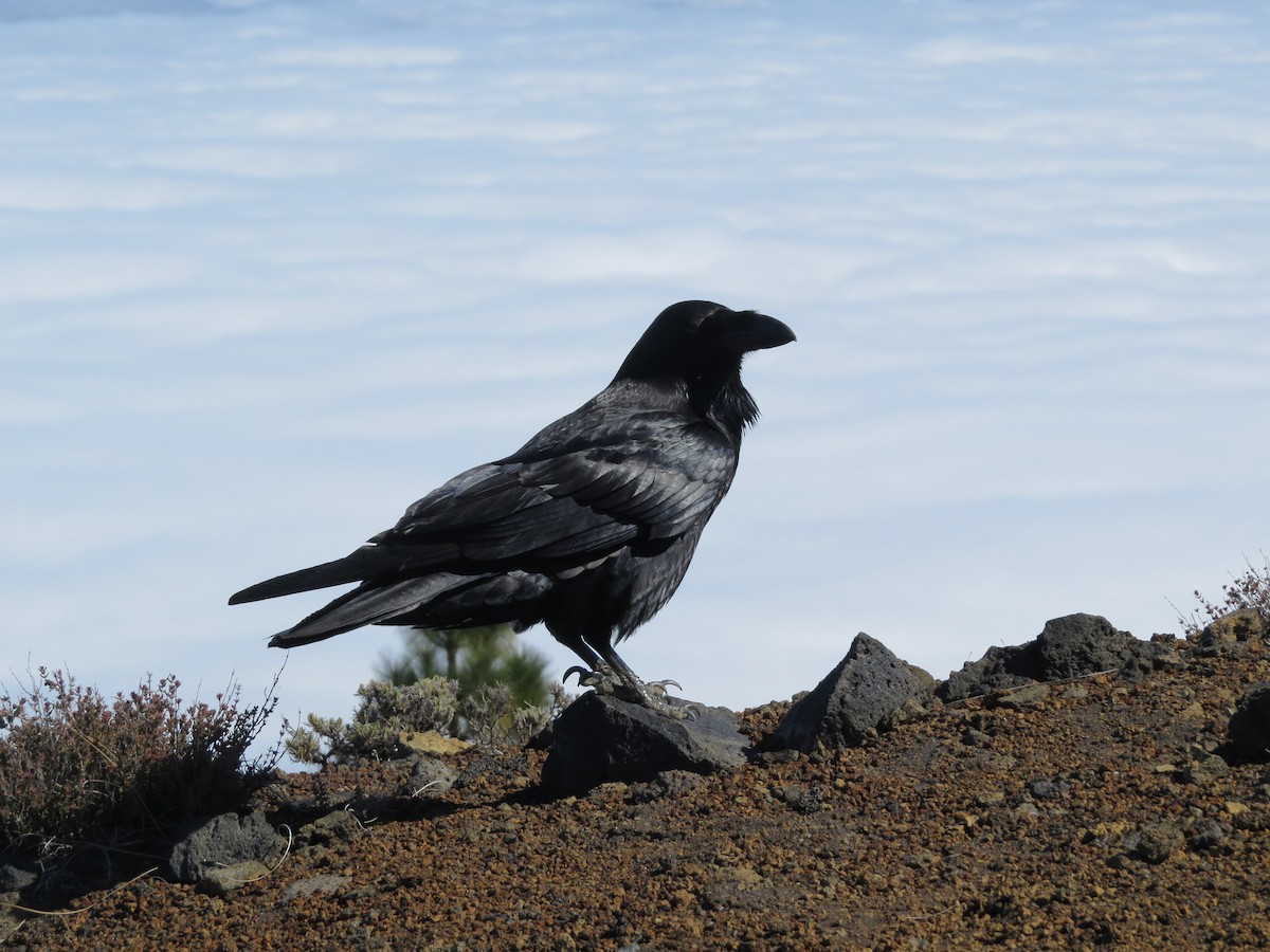 Common Raven - ML276014461