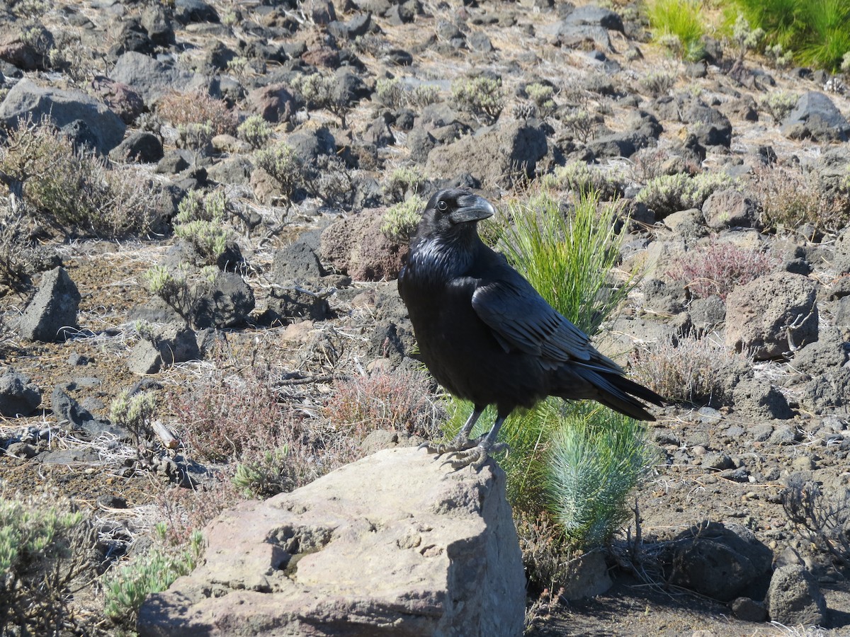 Common Raven - ML276014471