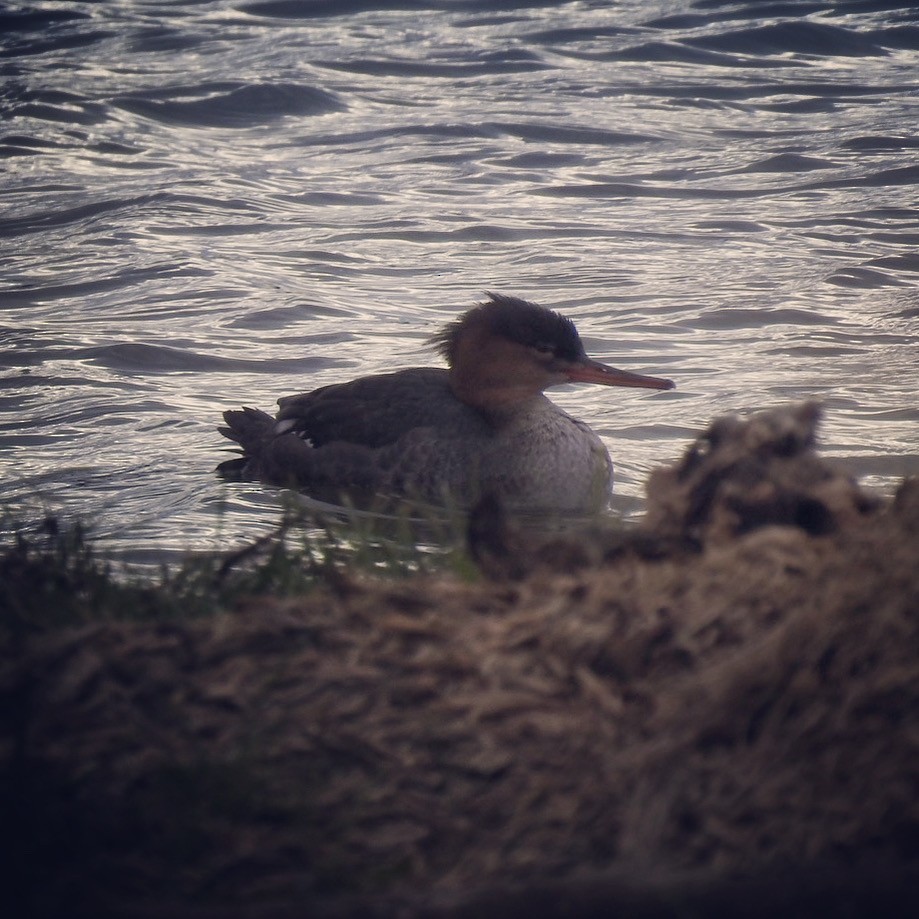 Red-breasted Merganser - ML276014671