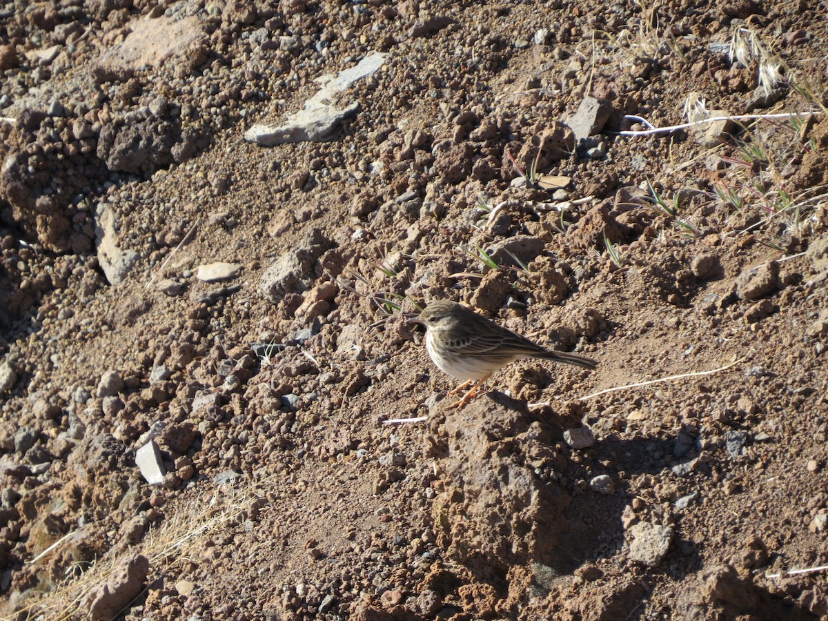 Berthelot's Pipit - ML276015411
