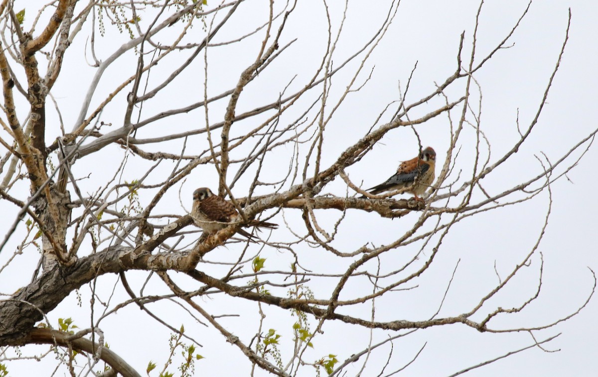 American Kestrel - ML27601631