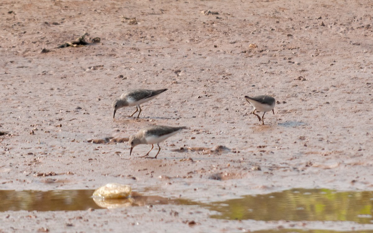 Temminck's Stint - ML276017161