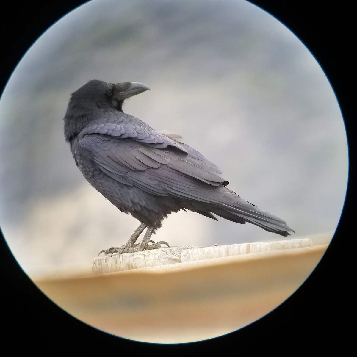 Common Raven - ML276018601