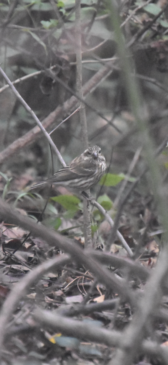 Purple Finch - ML276018631