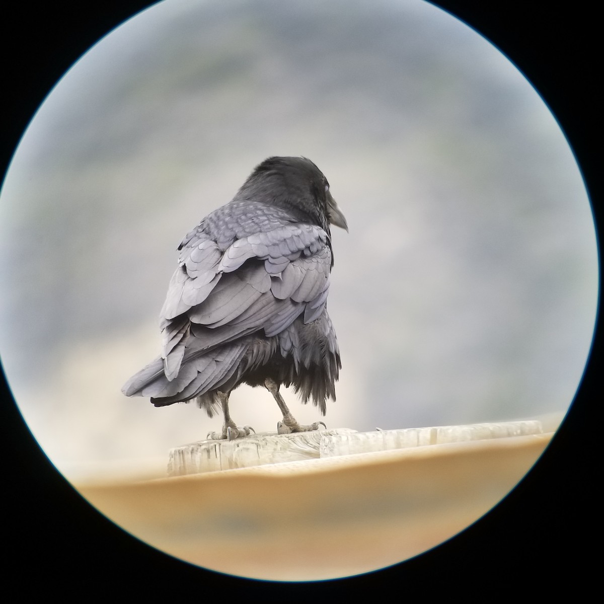 Common Raven - ML276018641