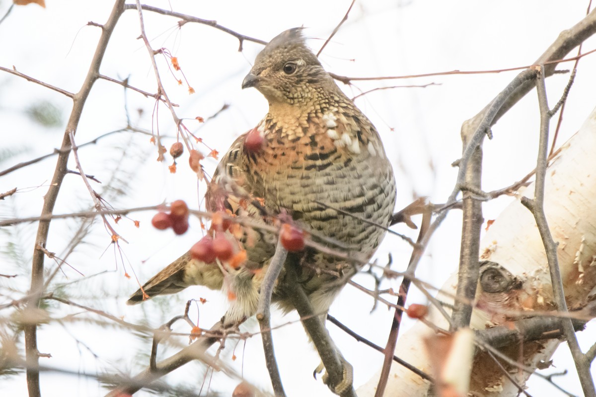 Ruffed Grouse - ML276019001