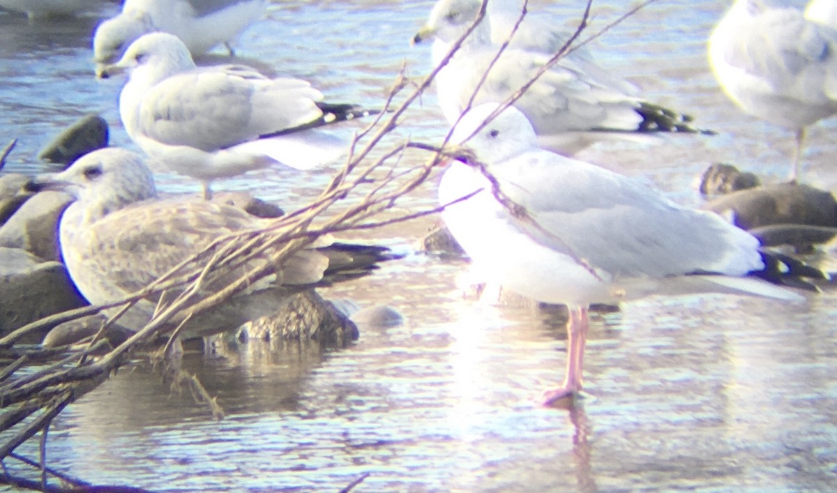 Herring Gull - ML276019291