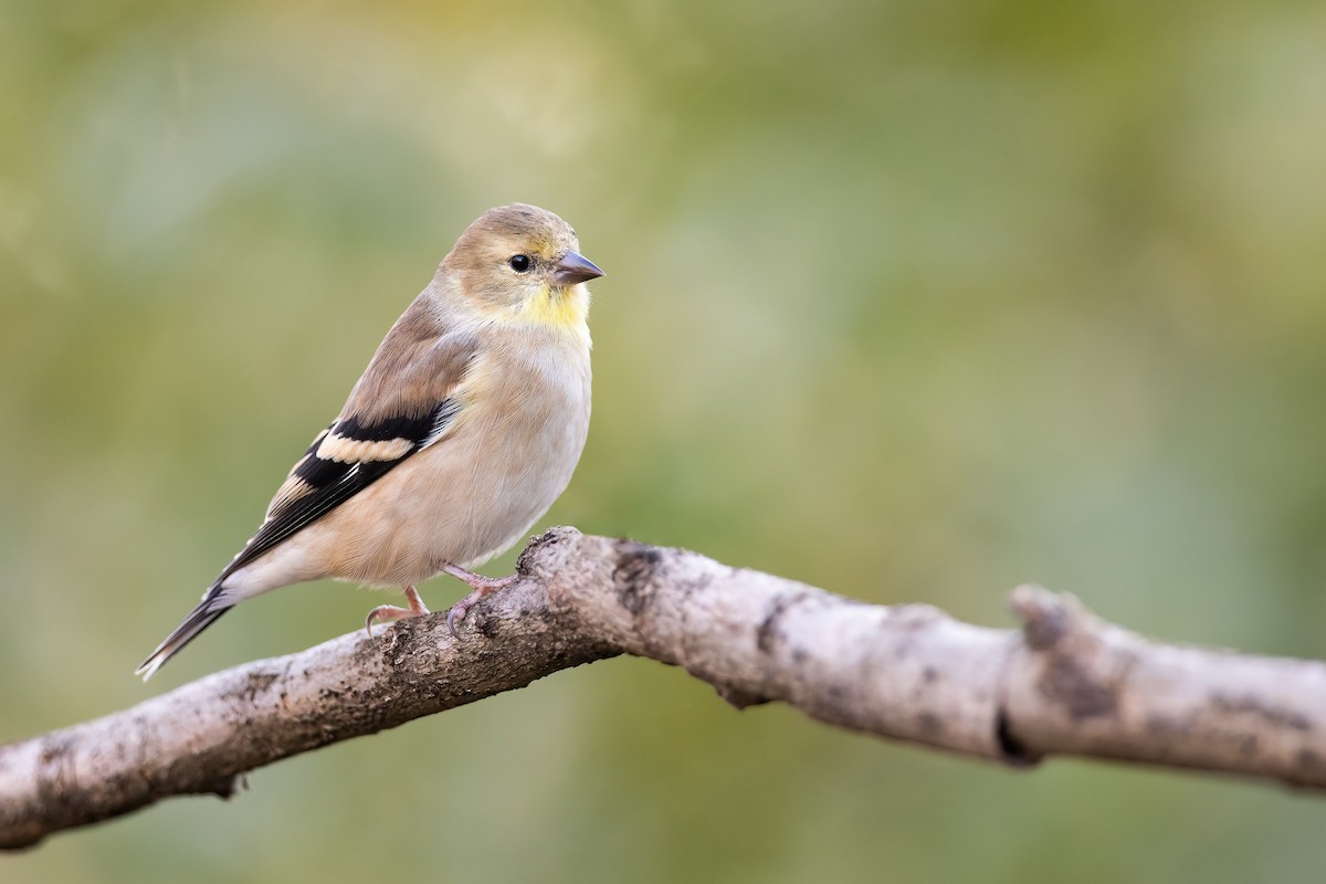 American Goldfinch - ML276019511