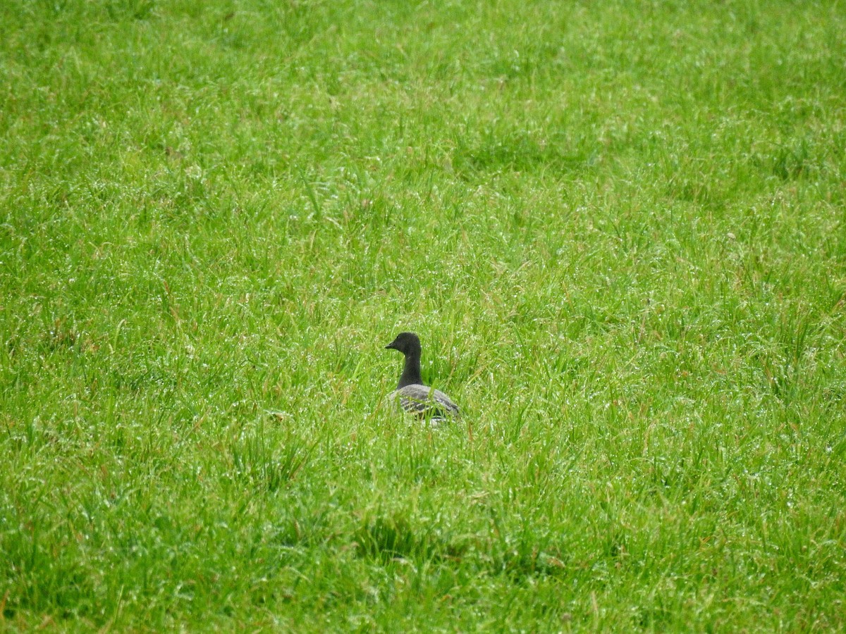 Brant - ML276019671