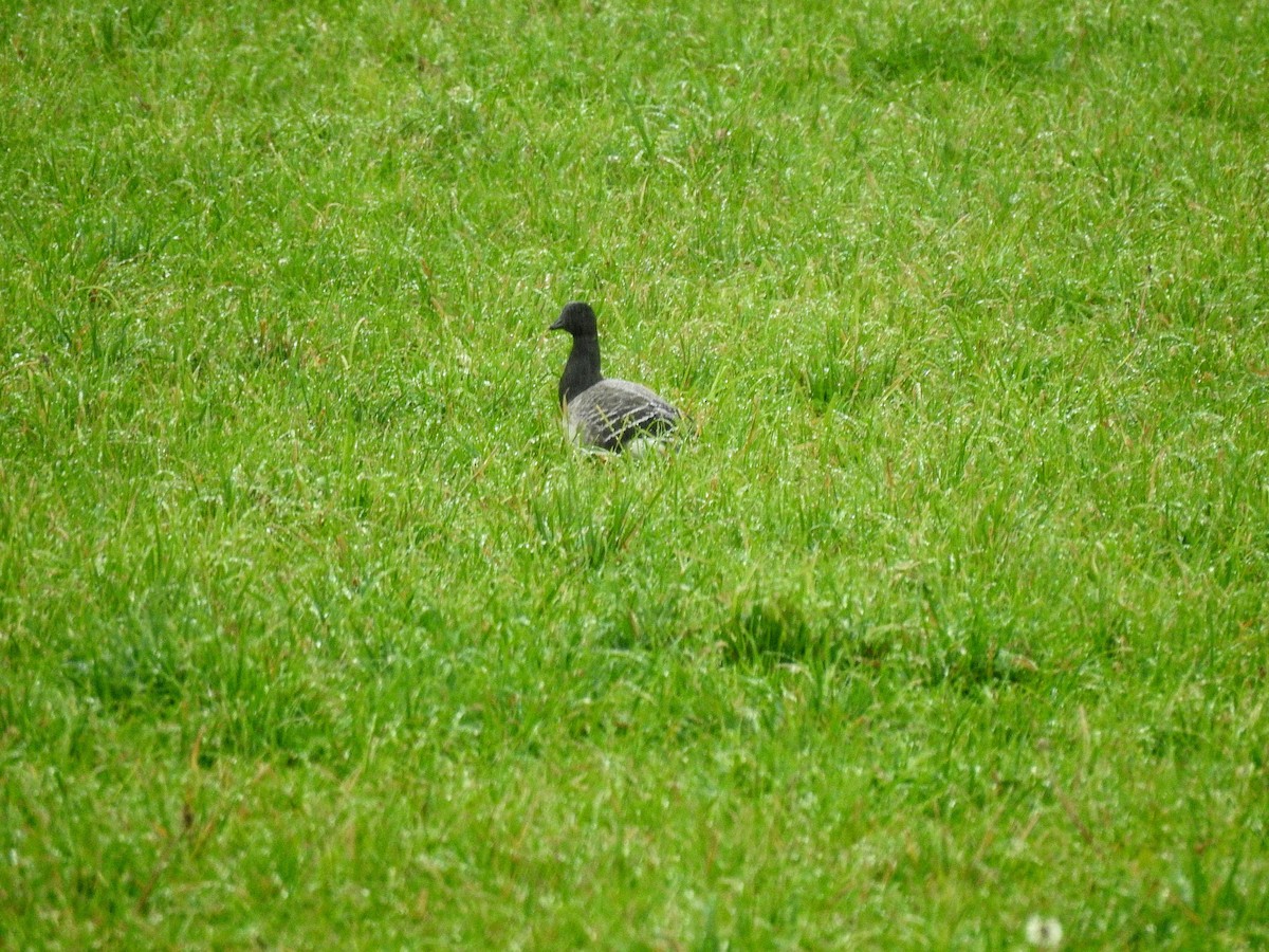 Brant - ML276019731