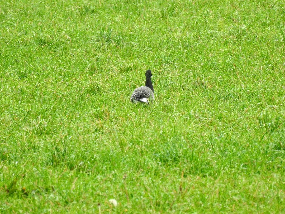 Brant - ML276019741