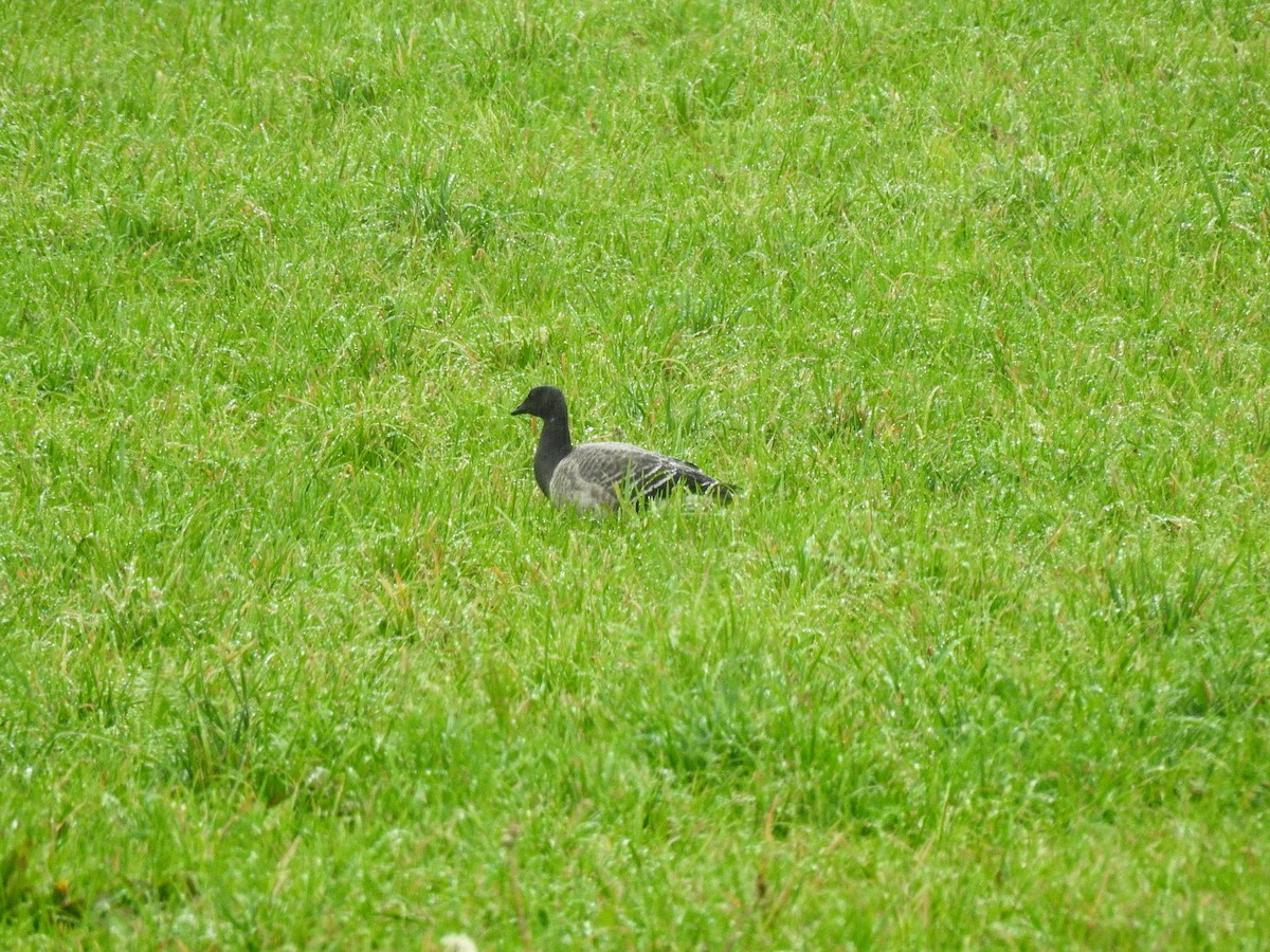 Brant - ML276019751