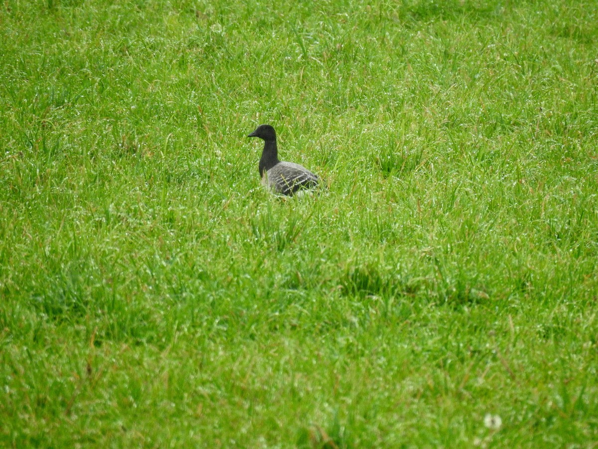 Branta musubeltza - ML276019761