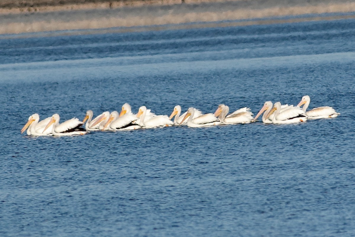 American White Pelican - Ronald Newhouse